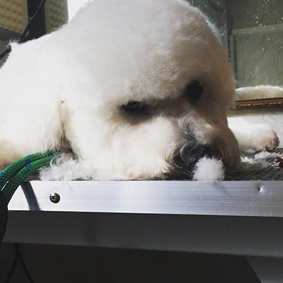 bichon-frise_bichon_fluffy_white-dogs_foralldogkind_pupsters_totnes