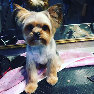 Chorkie : dog grooming in Totnes Chorkie : dog grooming in Totnes