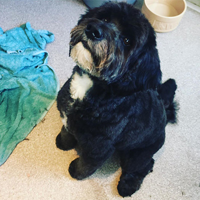 cockapoo_dog-grooming_foralldogkind_fluffy