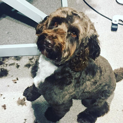 Cockerpoo, Cockapoo : pet groomer in Totnes Cockerpoo, Cockapoo : pet groomer in Totnes