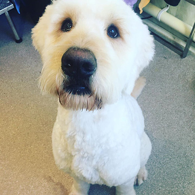 A Golden Doodle Doodle : Totnes, pet groomer A Golden Doodle Doodle : Totnes, pet groomer
