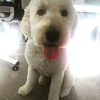 Labradoodle, groomed Labradoodle, groomed