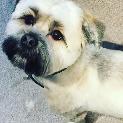 Lhasa Apso, groomed Lhasa Apso, groomed