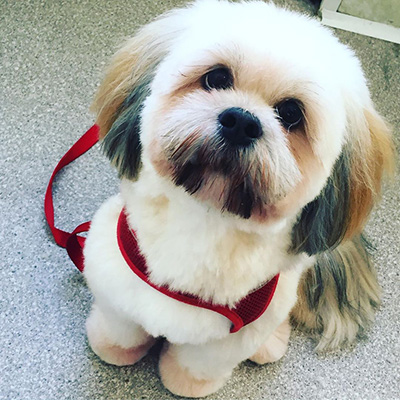 lhasaapso_lhasa_puppy_gentlegrooming