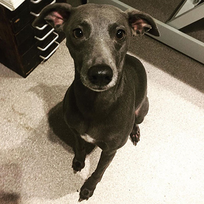 Bedlington-whippet lurcher Bedlington-whippet lurcher