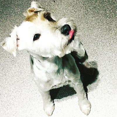 parsons-jack-russell_jack-russell-terrier_terrier_totnes