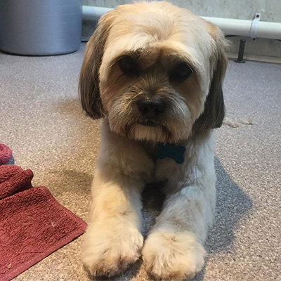 shihtzuxlhasaapso_lhasaapso_mixbreed_pupsters-totnes