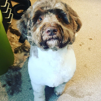 A very smart Sproodle, Poodle mix, Springer Spanielmix Freshly groomed Sproodle, Poodlemix, Springer mix