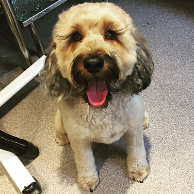 Tibetan Terrier & Poodle mixbreed Tibetan Terrier & Poodle mixbreed