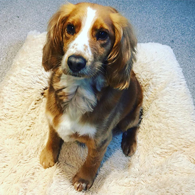 working-cocker-spaniel_cockerspaniel_spaniel_totnes-grooming