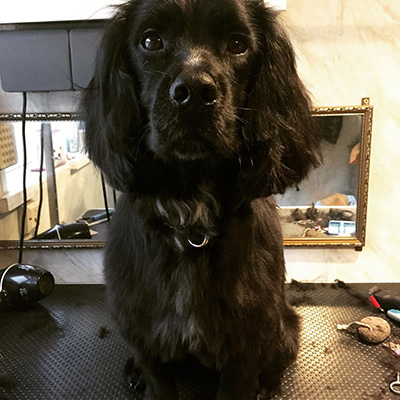 Working Cocker, Cockerspaniel, groomed Working Cocker, Cockerspaniel, groomed