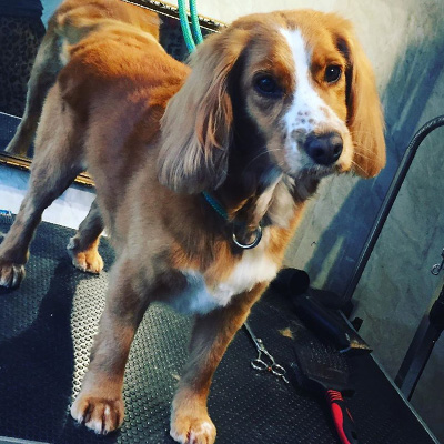 Working Cocker, Cockerspaniel, groomed Working Cocker, Cockerspaniel, groomed